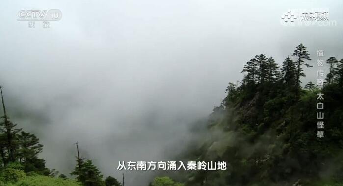 一分钟看懂 秦岭以一己之力挡住南下冷空气