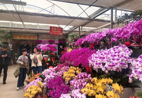 “鲜花年货”添新意 红红火火过新春