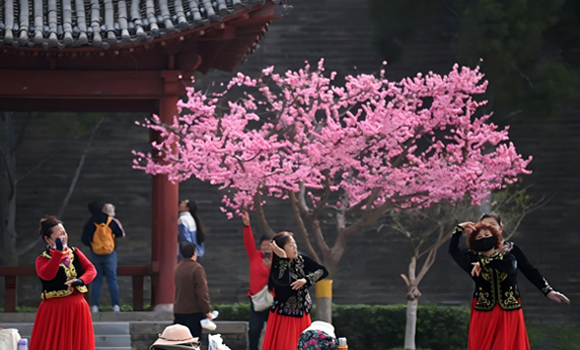 西安：梅红柳绿春色至