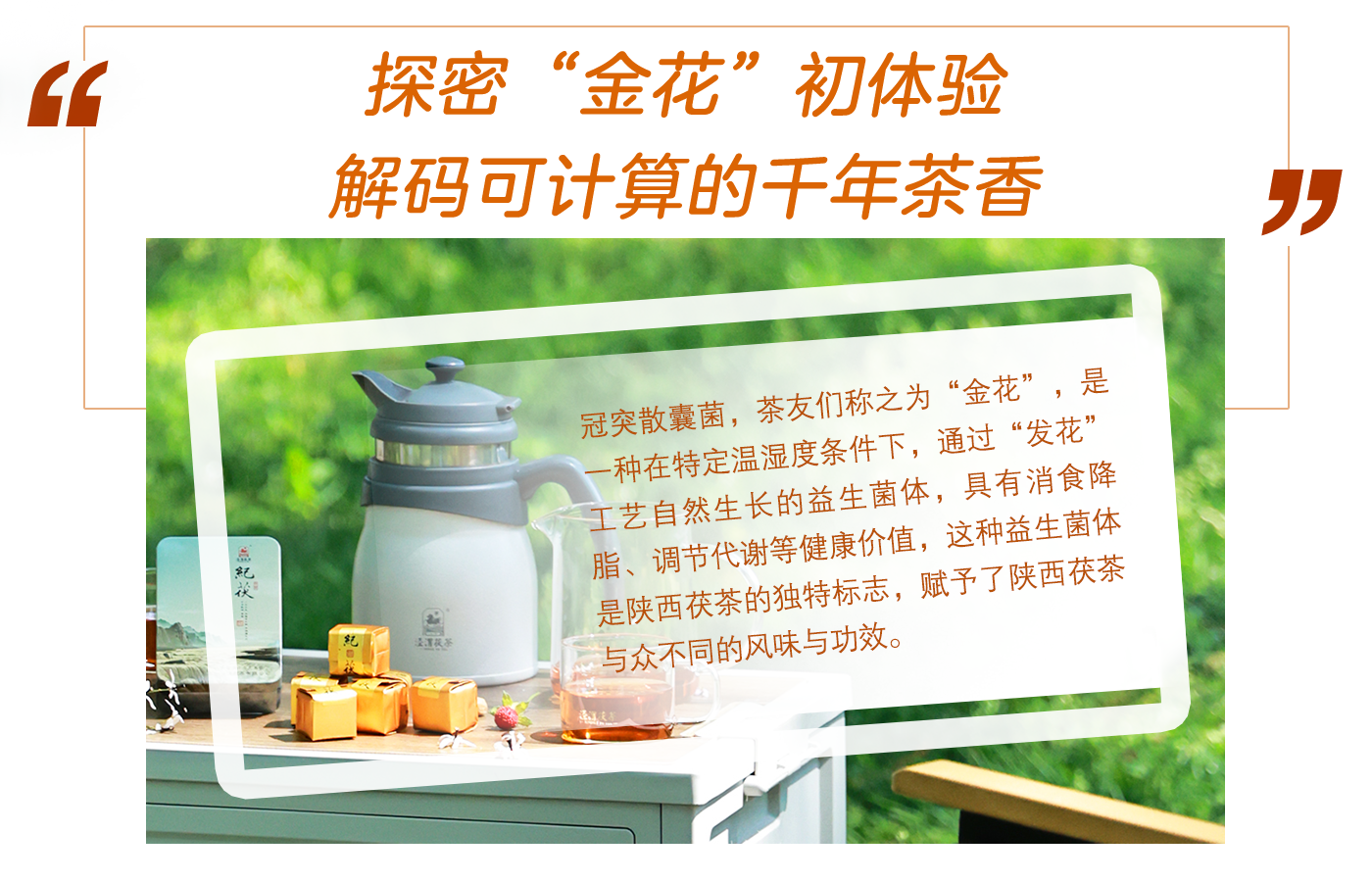 探密“金花”初体验 解码可计算的千年茶香